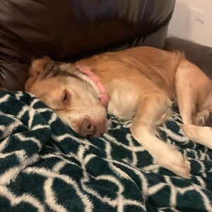 Meet your Posher, Taelor